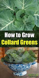 How To Grow Collard Greens Easy Balcony Gardening Collard Greens Collards Greens