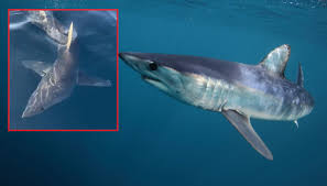 Gallipoli, squalo colpisce barca da pesca: impatto violento e momenti di paura in mare per due diportisti