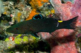 Image result for Aphanocalyx richardsiae