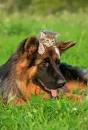 Can German Shepherds and Cats be Besties? Step-By-Step ...