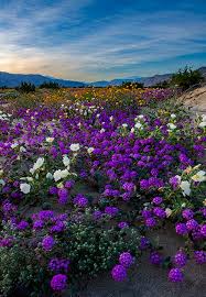 Image result for Anza Desert 2021 Fisker