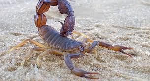 I have only been bitten by spiders 8 times in my life, either trapping them under clothing or between fingers. What To Do If A Spider Or Scorpion Bites Your Child Babycenter