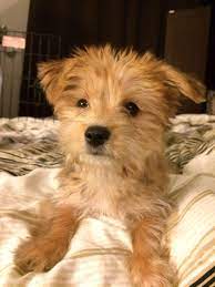 Golden Retriever Mixes 20 Great Crossbreeds You Ll Love Best Small Dog Breeds Retriever Mix Terrier Mix
