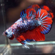 I can't own them all but i can pin them all. Betta Fish Big One Fancy Monster Blue Red Halfmoon Plakat Male Youtube This Beautiful Betta Was Imported From Thailand Natural Of Betta Clear Phot Ä'á»™ng Váº­t