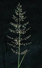 Image result for Heteranthoecia