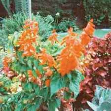 Ftd®, a premier provider of beautiful floral arrangements & flower bouquets since 1910. Photograph Of Urban Garden Here You Can See The Beautiful Flowers Download Scientific Diagram