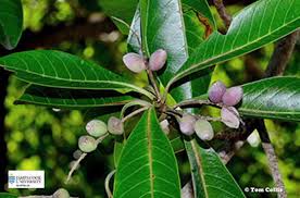 Image result for Terminalia sericea ×  trichopoda