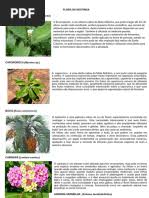 Image result for Eriocaulon angustibracteatum
