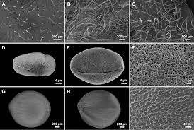 Image result for Stachys aculeolata