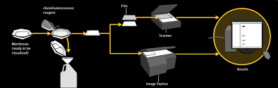 Western Blot Wikipedia