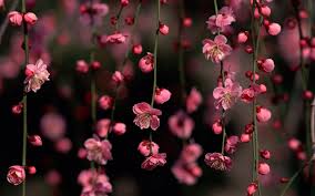 Committed to wow you & your guests. Flower Desktop Wallpapers Top Free Flower Desktop Backgrounds Wallpaperaccess