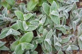 Image result for Tradescantia sillamontana