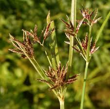 Image result for Cyperus distans