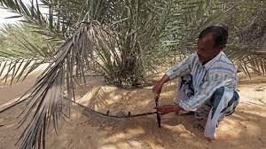 Two And A Half Times More Water Used To Irrigate Palm Trees Than Needed The National Palm Trees Tree Irrigation Water