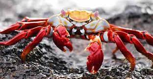 Electrons, protons, and neutrons are the basic subunits for all atoms across the universe. Types Of Crabs Varieties From Around The World With Pictures