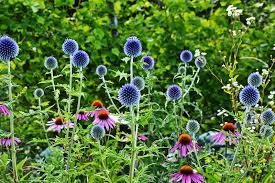 Globe Thistle Echinops Spp Growing Guides Tips And Information
