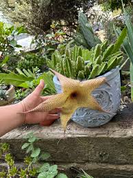 Image result for Stapelia gigantea