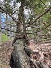 Tree porn [OC] : r/funny