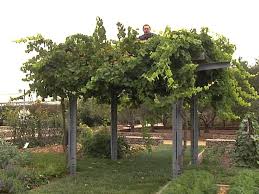 Epingle Sur Support A Vignes
