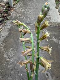 Image result for Dipcadi