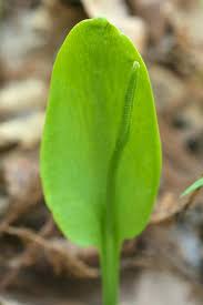 Image result for Ophioglossum vulgatum