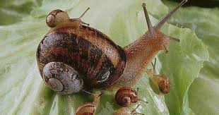 Fotos De La Biografia Cute Animals Animals Snail