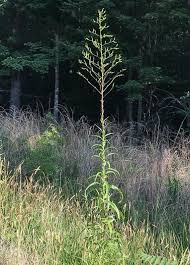 Image result for Lactuca ugandensis