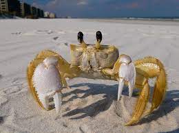 Senor Cangrejo Ocean Creatures Marine Animals Sea Animals