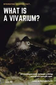Explore Various Types Of Vivariums Ariums Bantam Earth In 2020 Vivarium Aquascape Design Bioactive Vivarium