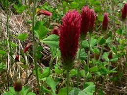 Image result for Trifolium masaiense