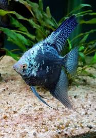 Pin By Yasin Kiransal On Fish Tropical Fish Aquarium Fresh Water Fish Tank Angel Fish