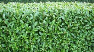 Ligusterhecken Fur Selber Macher Tipps Zu Sorten Vermehrung Pflege Liguster Hecke Hecke Pflanzen Hecke