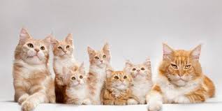 Muhabbet Kusu Sesleri Ve Muhabbet Kusu Seslerinin Anlamlari Muhabbet Kuslari Kus Kedi