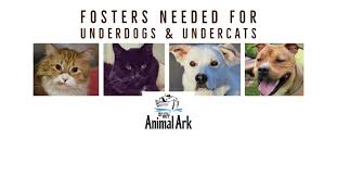 This is one i hear a lot, yes some dogs don't come from the best environment but underdogs assesses. Fosters Needed For Adult And Special Needs Pets Animal Ark