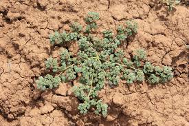 Image result for Coldenia procumbens