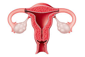 Image result for uterus