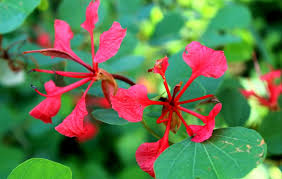 Image result for Hypoxis galpinii