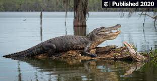 And so forth up to ten. At The Bottom Of The Sea They Wait To Feast On Alligators The New York Times