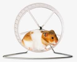 You can use this image freely on your projects to create stunning art. Transparent Hamster Wheel Png Free Transparent Clipart Clipartkey