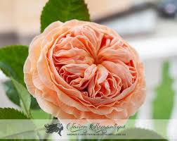 Check spelling or type a new query. Polymer Clay Flowers David Austin Roses Peach Old England Etsy