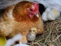 Cómo duermen las gallinas | Pazo de Vilane
