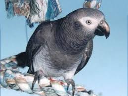 African Grey Timneh Psittacus Erithacus Timneh Timneh