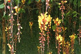 Image result for Thunbergia mysorensis