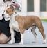 American Staffordshire Terrier (Amstaff) Puppies For Sale ...