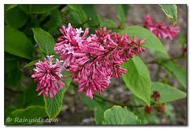 Image result for Syringa prestoniae
