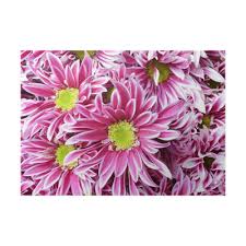 Check spelling or type a new query. Pink Flower With Long Thin Petals A Yellow Center Poster Pixers We Live To Change