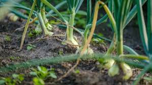 Cu toate acestea, un factor foarte important când vine vorba de „miresmele nedorite este alimentaţia. Mana Cepei Cauzele ApariÈ›iei Simptome Tratament Basf Agricultural Solutions Romania
