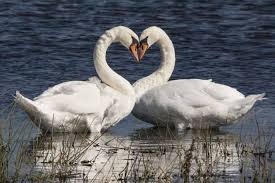 Maybe you would like to learn more about one of these? Bebek Angsa Yang Berbentuk Hati Bagi Yang Lagi Jatuh Cinta Wow Nya Dong Sebog