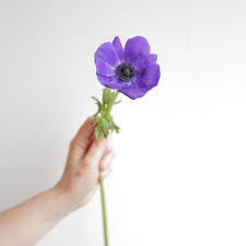 Pin Pa Spring Flowers