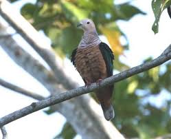 Birds Of Middle Tennessee Cinnamon Bellied Imperial Pigeon Ducula Basilica Beautiful Birds Pet Birds Pigeon